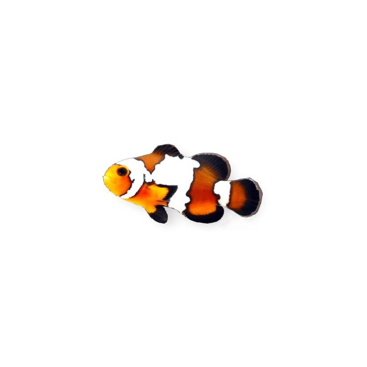 Amphiprion ocellaris black ice - imagine 3